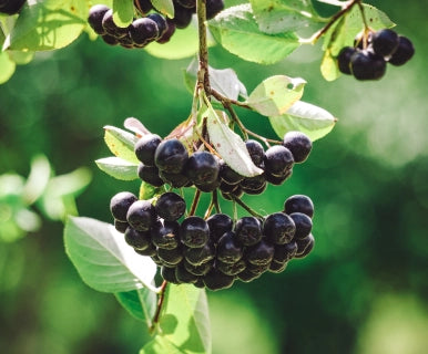 Aronia-aus-Österreich